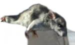 Rats